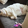 Allagash joined the competition — help win amazing prizes! animal, cat, comfort, couch, cozy, feathers, feline, fluffy, fur, home, indoor, napping, pet, pillow, relaxed, resting, sleeping, sofa, toy, white_cat