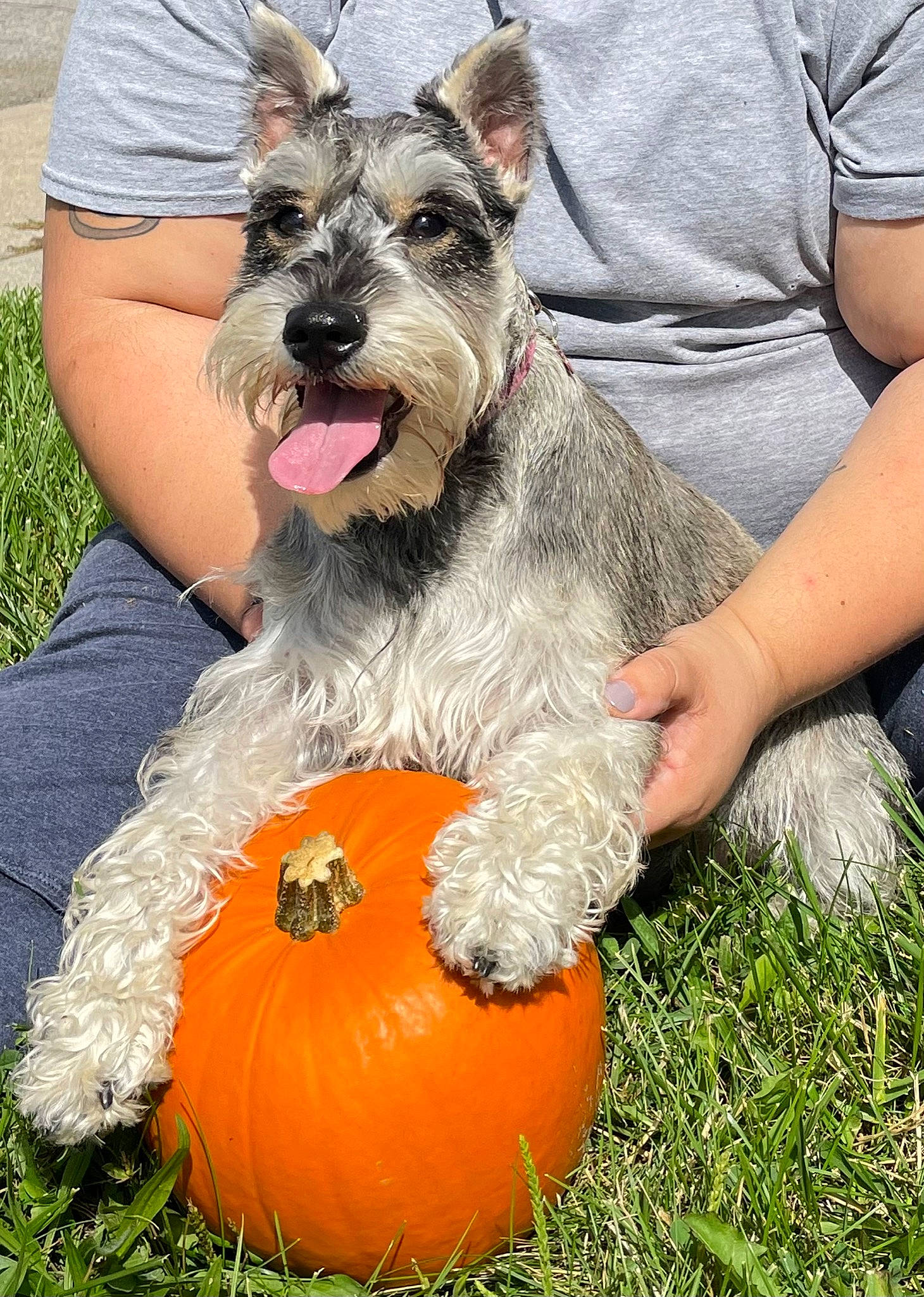 Bella joined the competition — help win amazing prizes! calabaza, canidae, carnivore, companion_dog, dog, dog_breed, fur, gourd, grass, herding_dog, natural_foods, party_hat, plant, pumpkin, schnauzer, snout, sporting_group, squash, terrier, vegetable