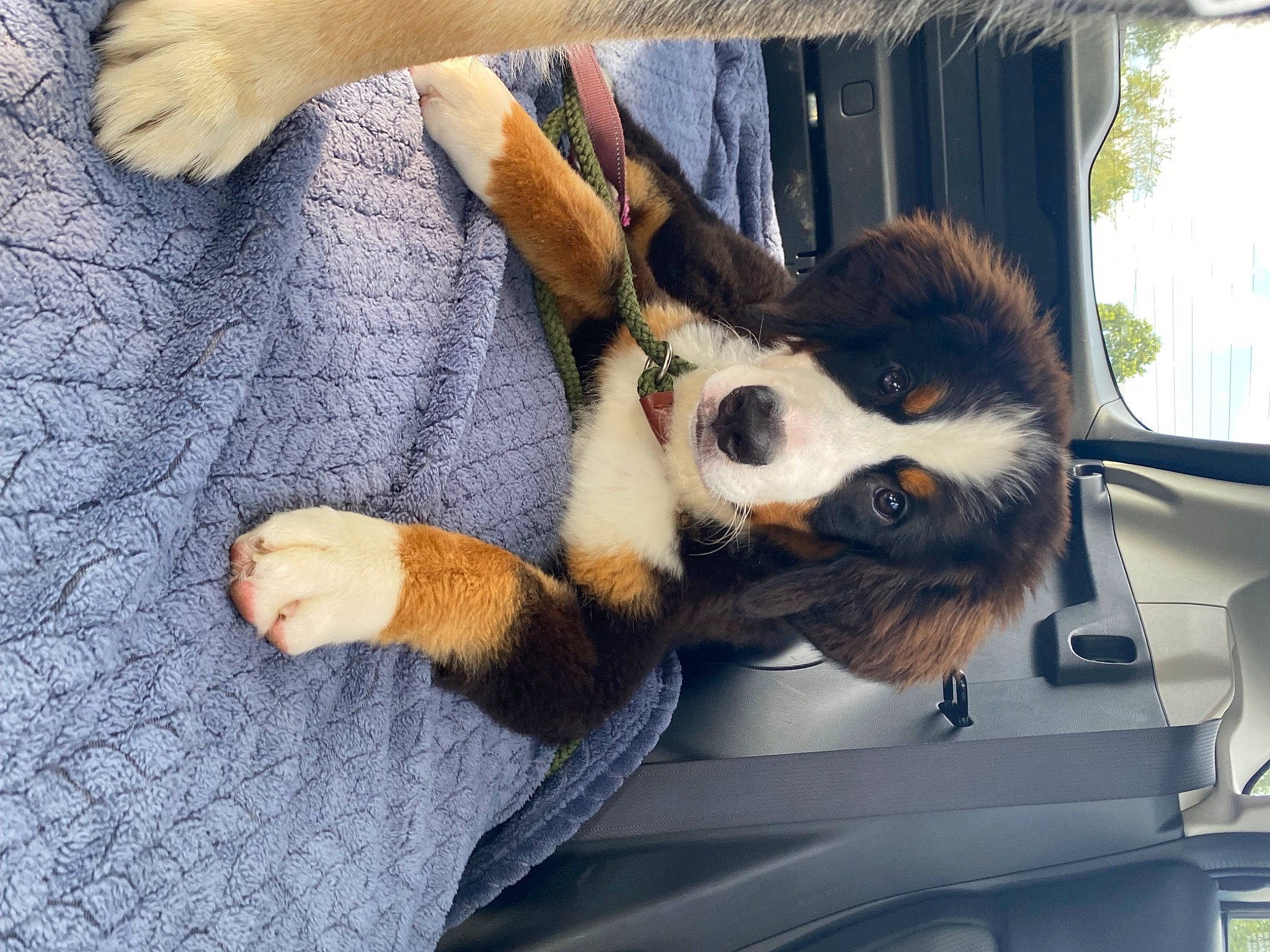 Betty is registered to the contest to win money with this photo: canidae, carnivore, comfort, companion_dog, couch, dog, dog_breed, ear, fawn, felidae, fur, herding_dog, paw, small_to_medium_sized_cats, snout, sporting_group, tail, whiskers, wildlife, window