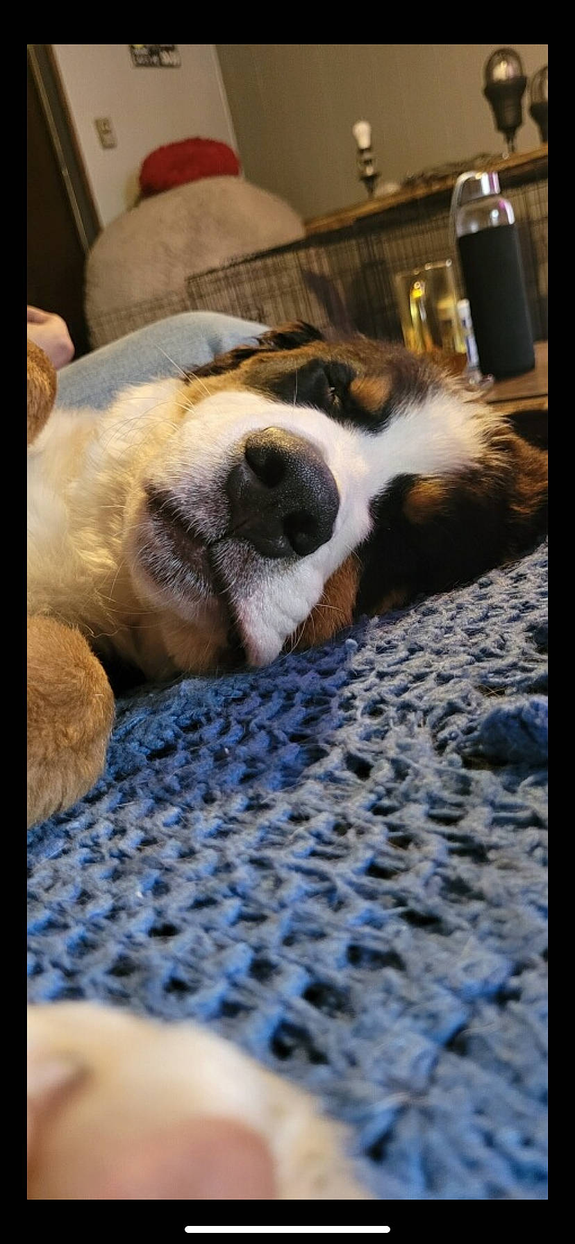 Betty joined the competition — help win amazing prizes! carnivore, comfort, companion_dog, couch, dog, dog_breed, fawn, felidae, flooring, fur, linens, nap, non_sporting_group, paw, room, scent_hound, tail, terrestrial_animal, whiskers, wood