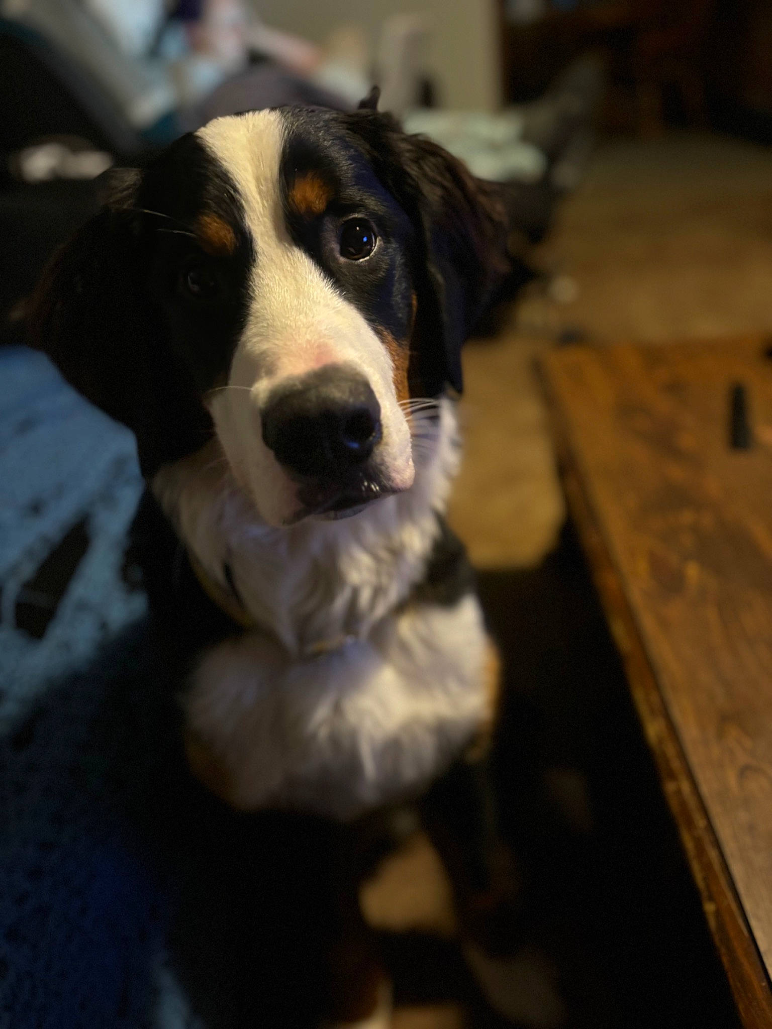 Betty is registered to the contest to win money with this photo: bernese_mountain_dog, carnivore, companion_dog, dog, dog_breed, flooring, fur, hardwood, snout, sporting_group, whiskers, wood, working_animal, working_dog