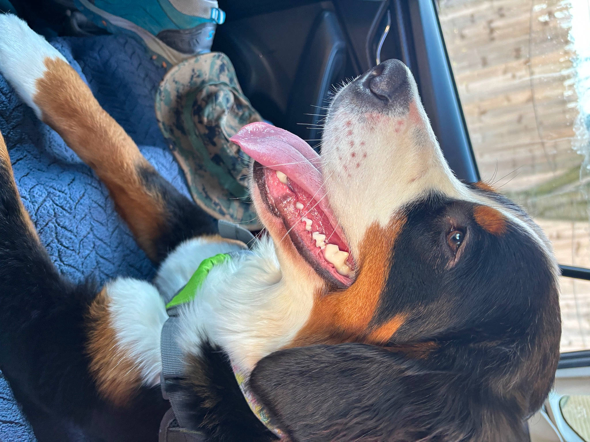Betty joined the competition — help win amazing prizes! carnivore, companion_dog, dog, dog_breed, ear, fang, fawn, gesture, jaw, liver, mammal, paw, snout, sporting_group, tooth, vertebrate, whiskers, window, working_animal, yawn