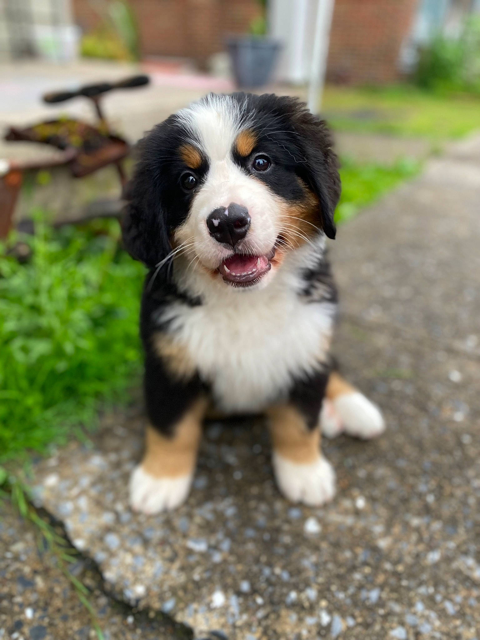 Betty is registered to the contest to win money with this photo: bernese_mountain_dog, canidae, carnivore, companion_dog, dog, dog_breed, grass, herding_dog, plant, snout, sporting_group, terrestrial_animal, whiskers, working_dog