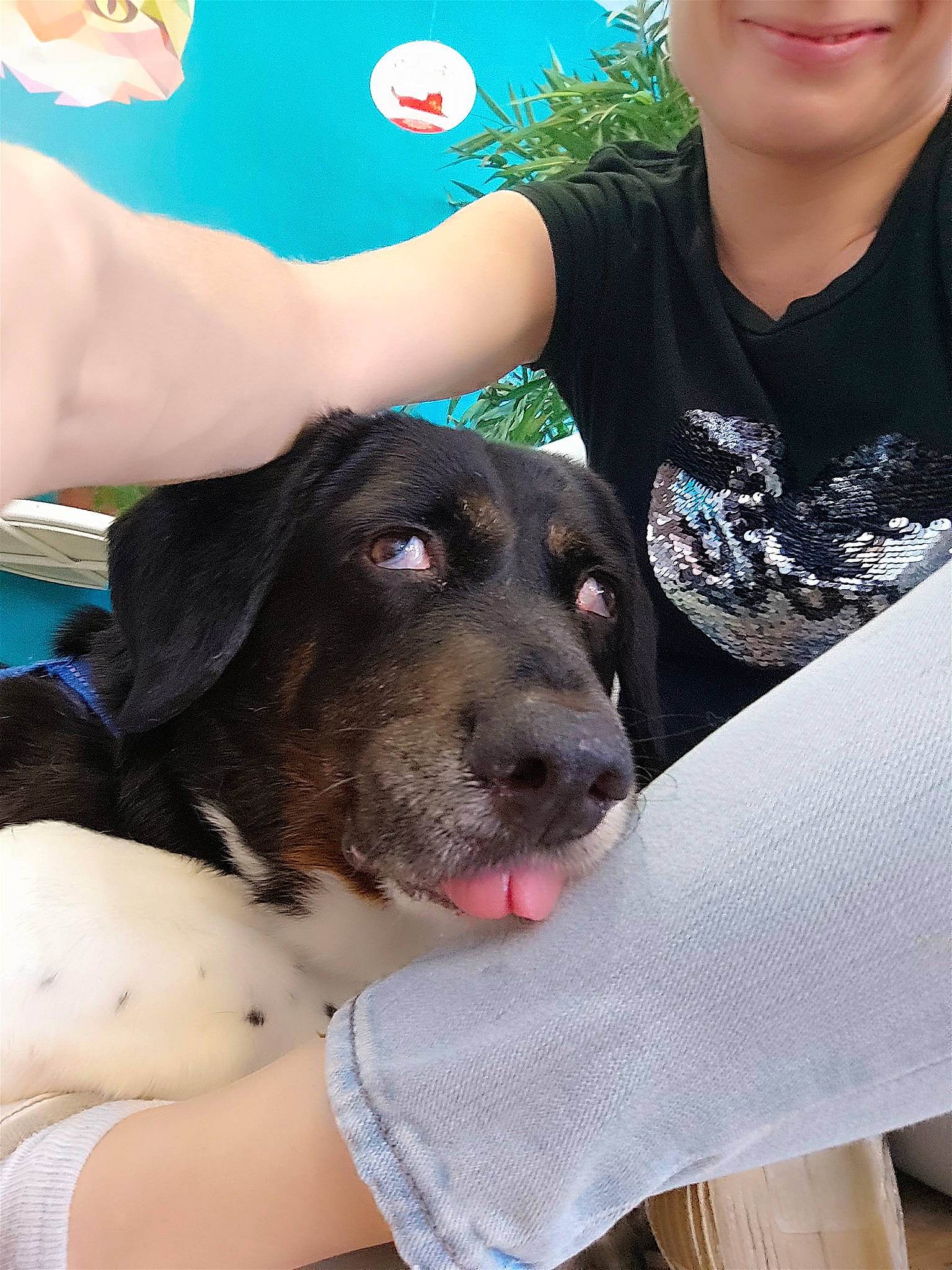 Maya participe au concours pour gagner de l'argent avec cette photo : canidae, carnivore, companion_dog, dog, dog_breed, fawn, fun, fur, gesture, happy, hat, leisure, paw, recreation, selfie, sitting, smile, sporting_group, swimming_pool, working_animal