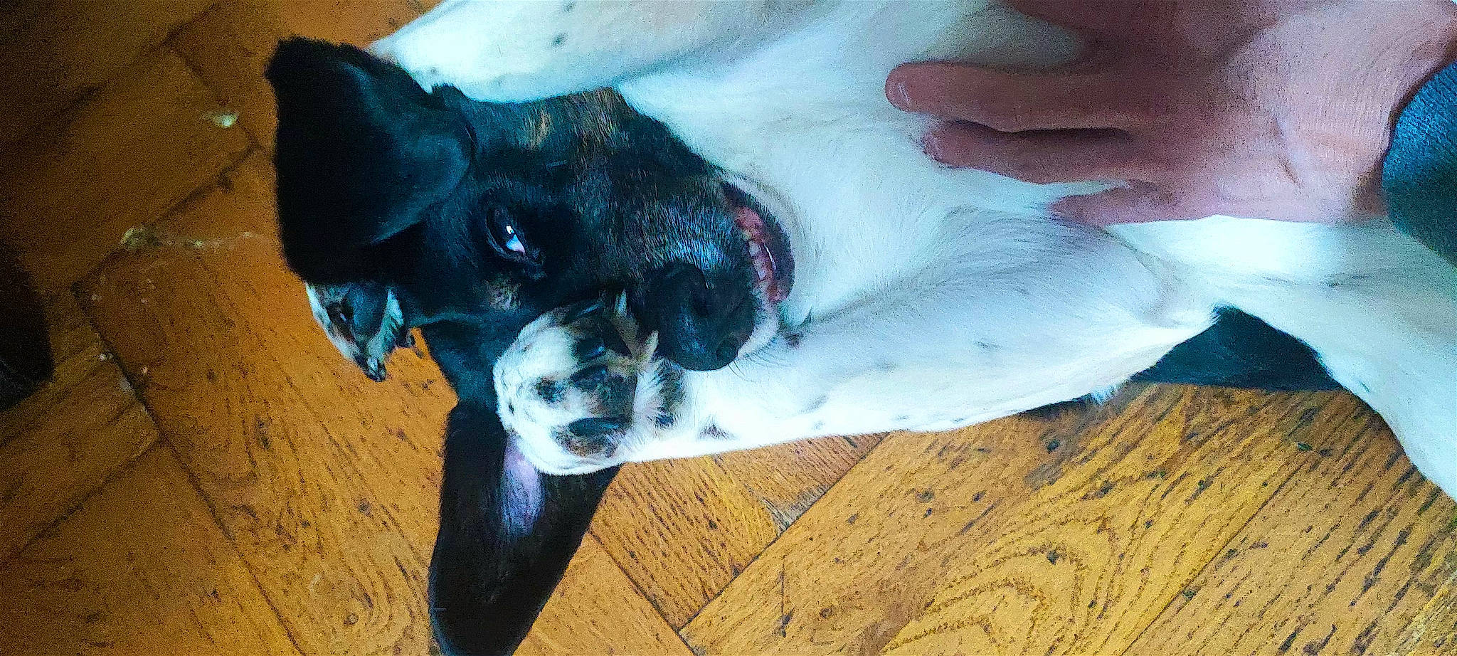 Maya participe au concours pour gagner de l'argent avec cette photo : canidae, carnivore, collar, companion_dog, dog, dog_breed, dog_collar, fang, fawn, foot, guard_dog, jaw, nail, paw, snout, sporting_group, tail, whiskers, wood, working_animal