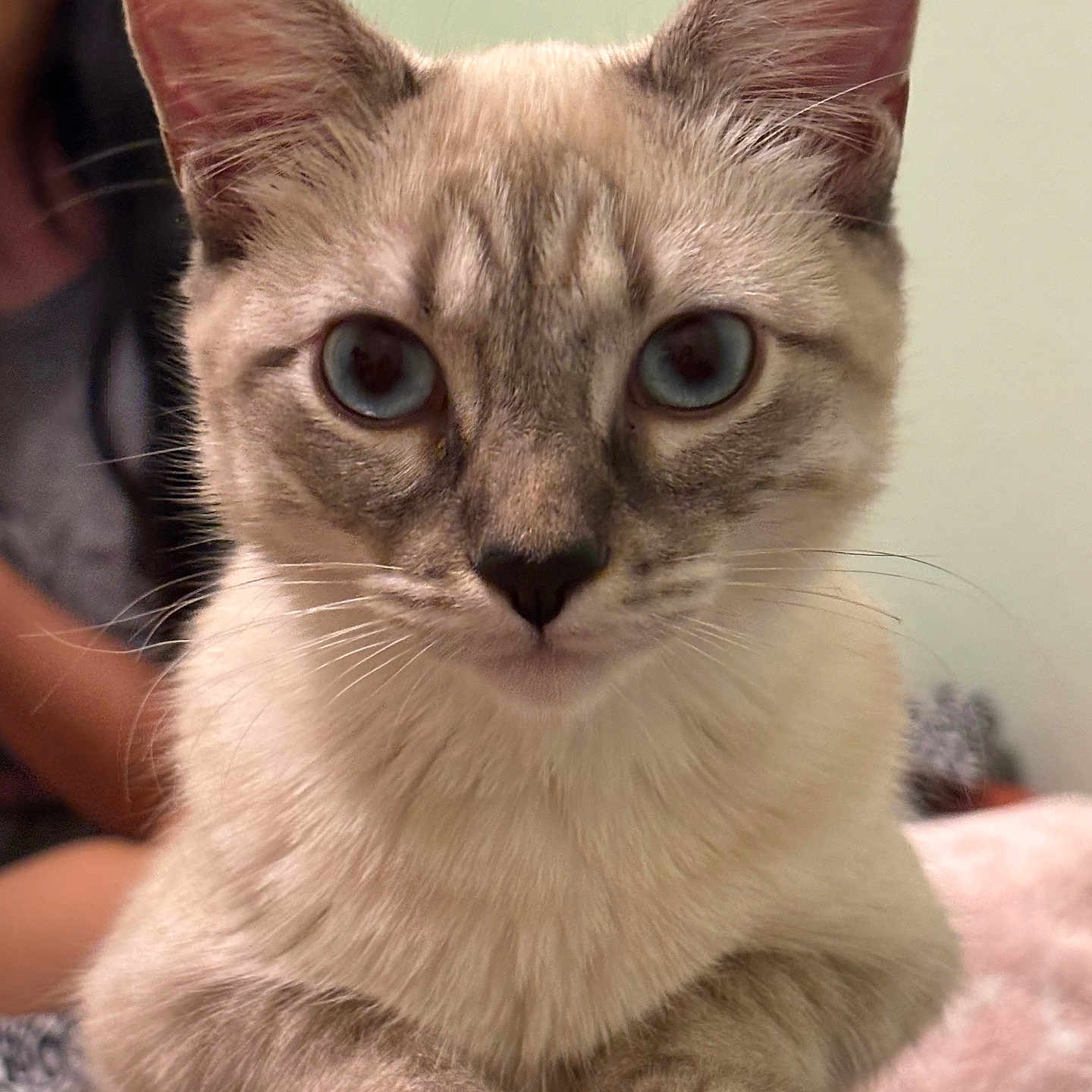 Maomao