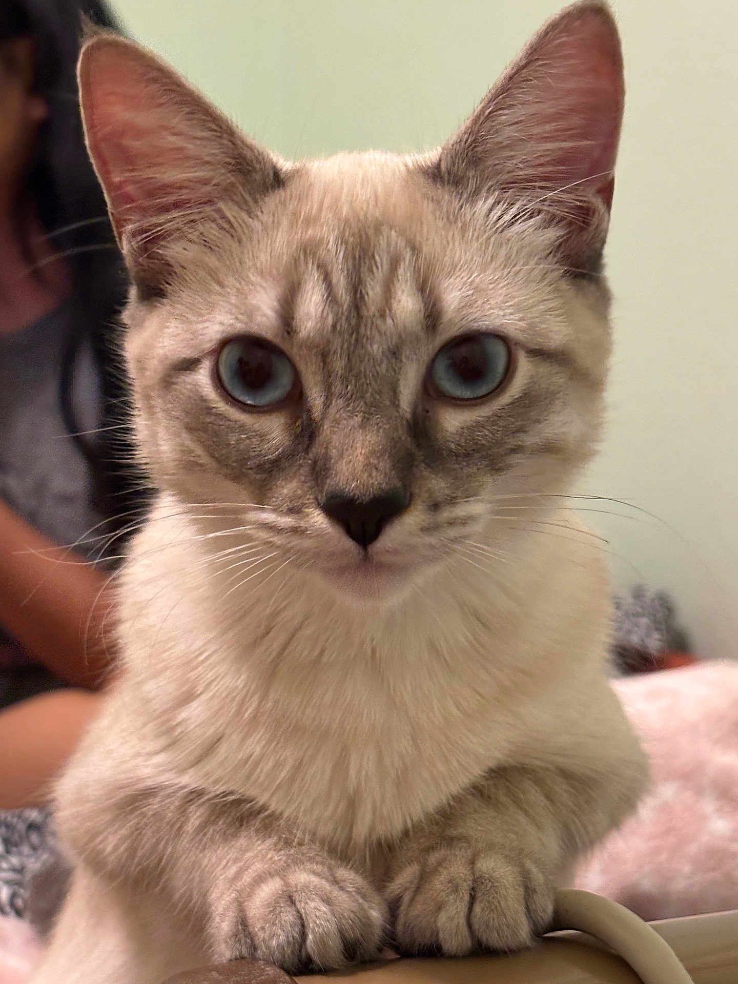 Maomao