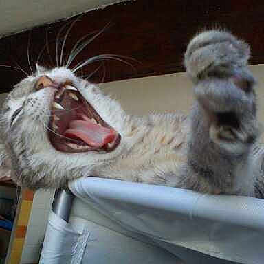 Luna participe au concours pour gagner de l'argent avec cette photo :