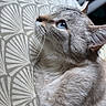 cat, feline, gray_fur, silver_fur, blue_eye, whiskers, ear, animal, pet, portrait, close_up, sitting, lounging, indoors, cushion, patterned_fabric, cozy, fur, side_profile, photography