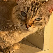 Lina a rejoint le concours — aidez-le/la à gagner de superbes lots ! cat, tabby_cat, pet, animal, feline, close_up, portrait, whiskers, ears, green_eyes, striped_fur, short_hair, paws, sitting, indoors, windowsill, warm_lighting, golden_light, home, relaxed