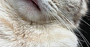 Lina participe au concours pour gagner de l'argent avec cette photo : cat, kitten, animal, pet, blue_eyes, fluffy, fur, whiskers, tongue, close_up, portrait, face, head, looking_at_camera, cute, funny, cream_colored, striped, indoors, dark_background
