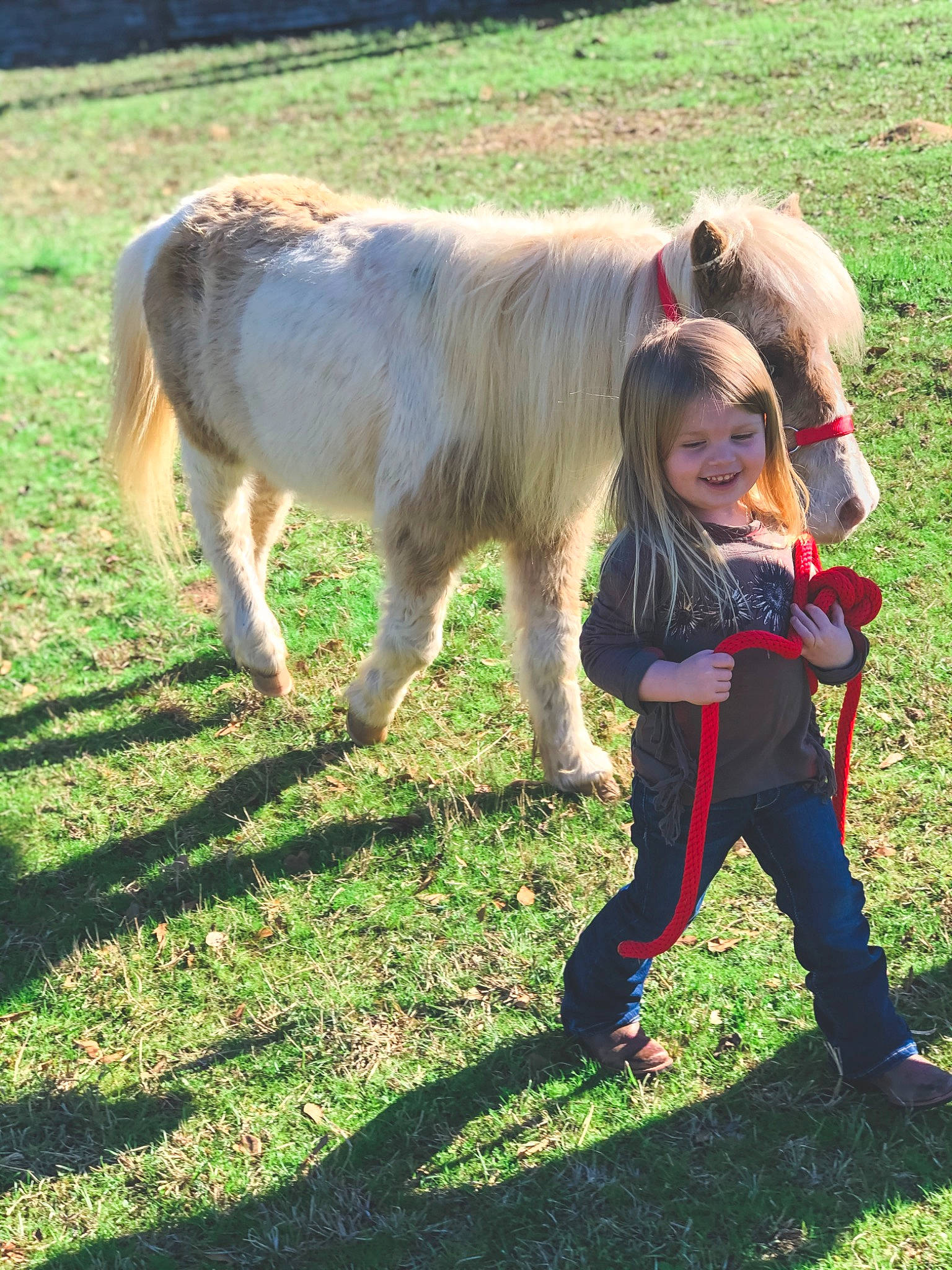 Emma Grace joined the competition — help win amazing prizes! farm, grass, grassland, grazing, horse, joy, livestock, mammal, mane, mare, pasture, person, pony, shetland_pony, vertebrate