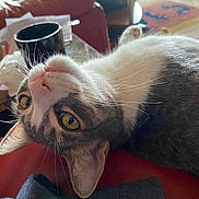 Venus is registered to the contest to win money with this photo: background, cat, closeup, cozy, cup, curious, domestic_animal, face, fur, household, indoor, papers, pet, red_surface, relaxed, table, upside_down, whiskers, yellow_eyes