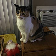 Cali is registered to the contest to win money with this photo: cat, calico_cat, furniture, wood, drawer, indoor, plush_toy, gnome, vertical_blinds, pet, animal, tail, sitting, soft_lighting, domestic, home, curtains, table, quiet, cozy