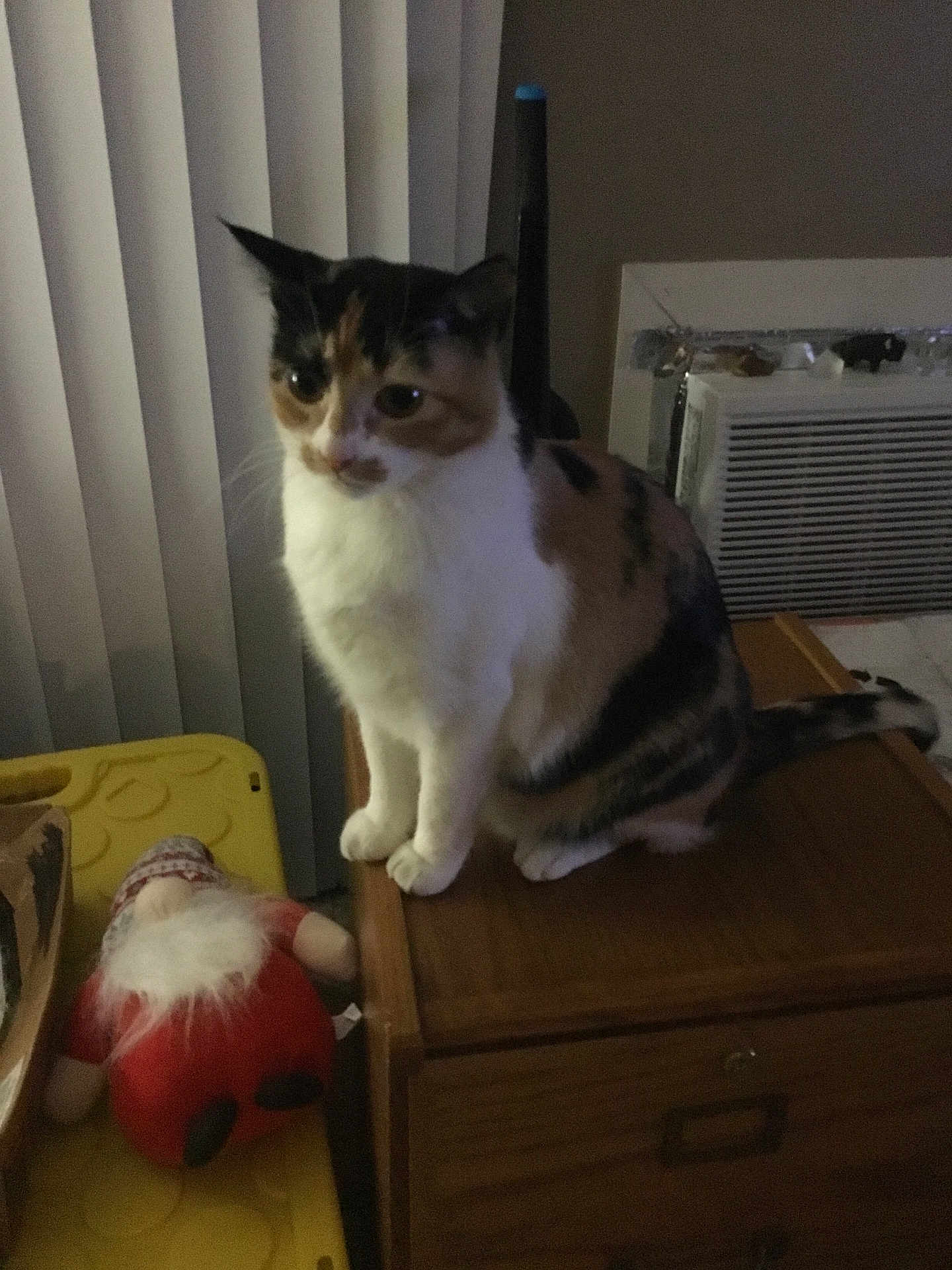 Cali is registered to the contest to win money with this photo: cat, calico_cat, furniture, wood, drawer, indoor, plush_toy, gnome, vertical_blinds, pet, animal, tail, sitting, soft_lighting, domestic, home, curtains, table, quiet, cozy