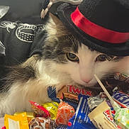 Gabriella is registered to the contest to win money with this photo: cat, costume, hat, black_clothing, bow, candy, lollipop, plastic_spider, halloween, indoor, white_fur, brown_fur, curious, resting, closeup, table, wrapped_candy, colorful, decor, pet