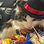 cat, costume, hat, black_clothing, bow, candy, lollipop, plastic_spider, halloween, indoor, white_fur, brown_fur, curious, resting, closeup, table, wrapped_candy, colorful, decor, pet