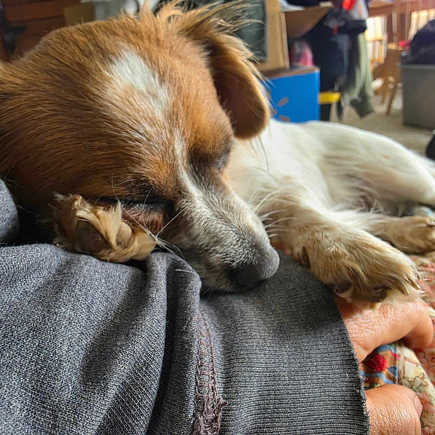 Peanut