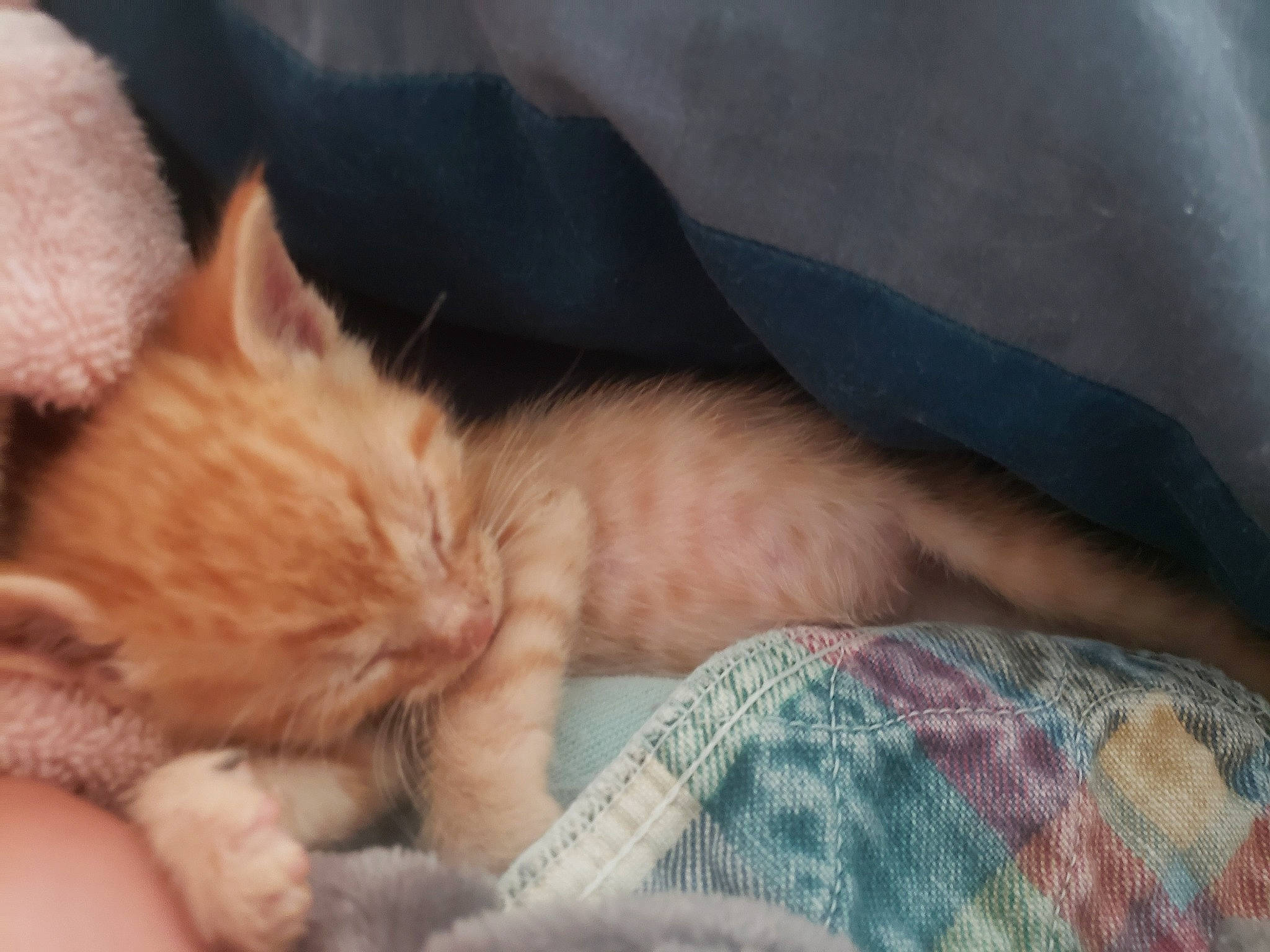 Pj joined the competition — help win amazing prizes! carnivore, cat, claw, ear, eye, fawn, felidae, fur, german_rex, kitten, leg, mammal, nap, nose, polydactyl_cat, skin, sleep, small_to_medium_sized_cats, snout, whiskers