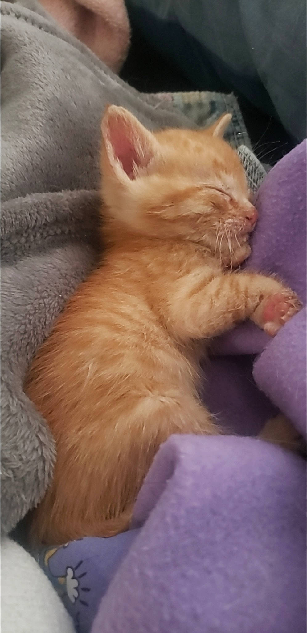 Pj