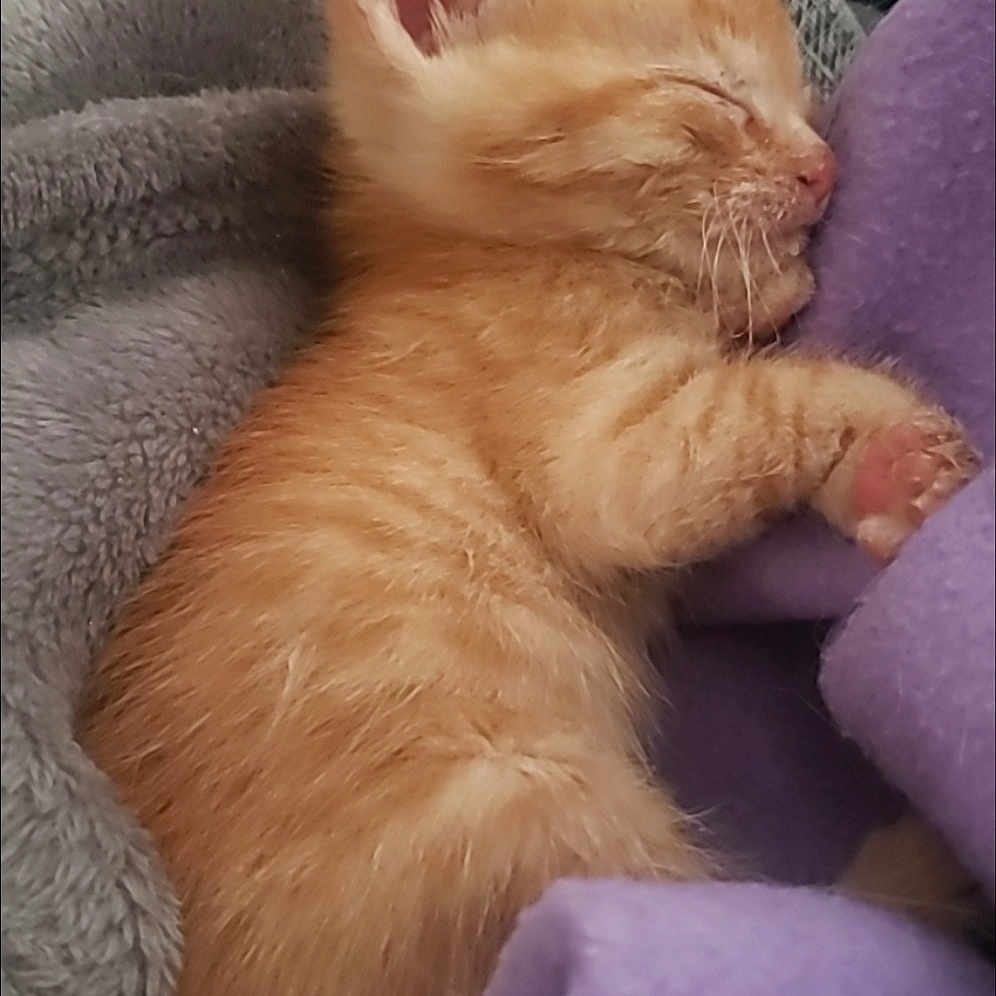 Pj