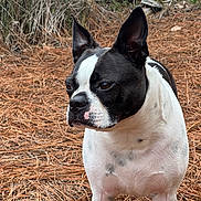 Petunia joined the competition — help win amazing prizes! dog, boston_terrier, animal, pet, outdoor, nature, pine_needles, black_and_white, fur, canine, portrait, side_view, ears, snout, muzzle, alert, close_up, ground, daylight, expression