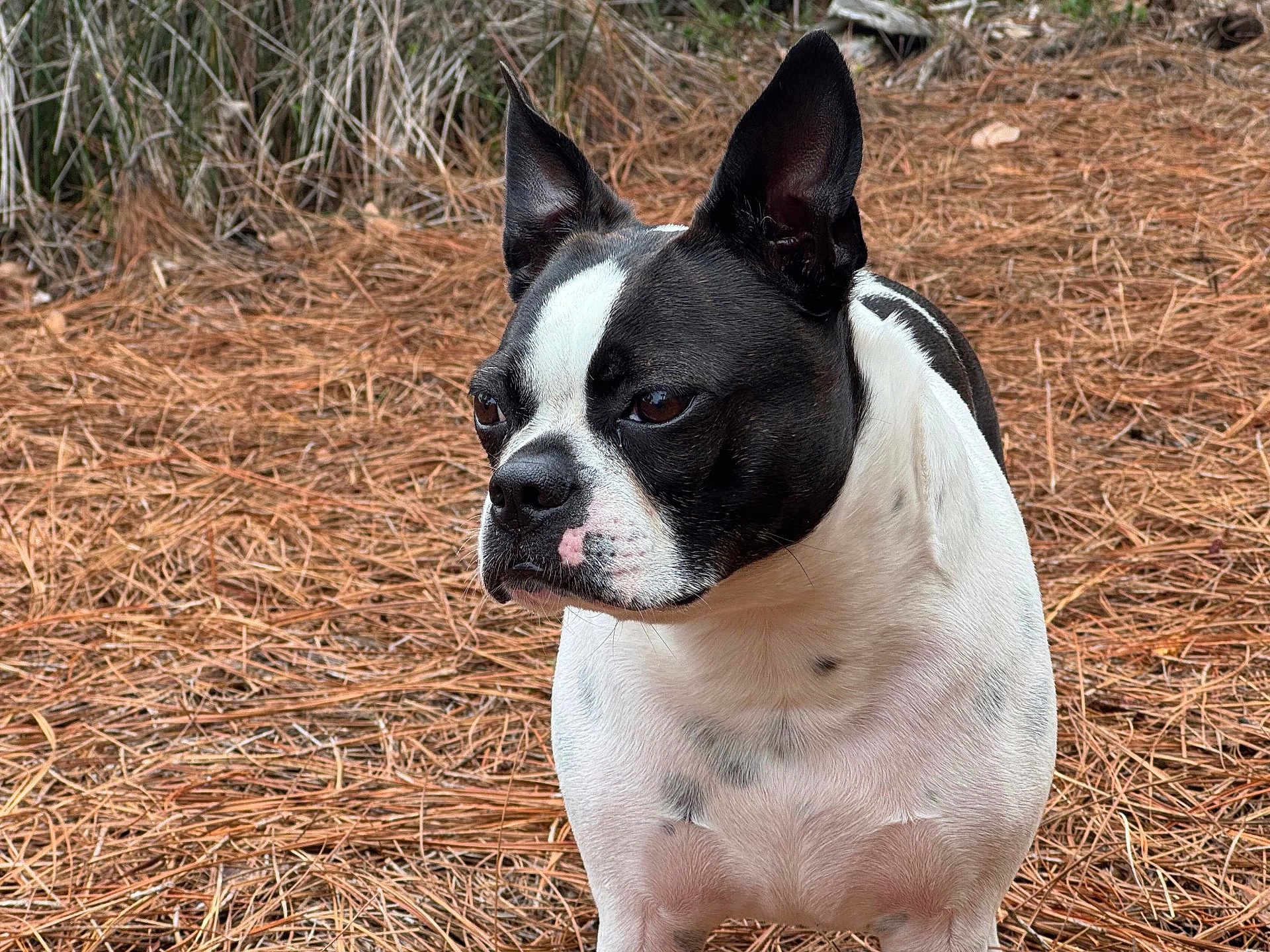 Petunia joined the competition — help win amazing prizes! dog, boston_terrier, animal, pet, outdoor, nature, pine_needles, black_and_white, fur, canine, portrait, side_view, ears, snout, muzzle, alert, close_up, ground, daylight, expression