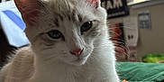 Jerky joined the competition — help win amazing prizes! cat, indoor, close_up, feline, pet, relaxed, stretching, fur, whiskers, ears, paws, bed, blanket, tv, poster, window, natural_light, home, cozy, curious