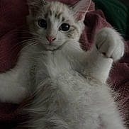 Jerky joined the competition — help win amazing prizes! kitten, cat, fluffy, paw, blanket, fur, cute, pet, animal, whiskers, indoor, cozy, relaxed, young, small, curious, soft, mammal, lying, closeup