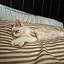 Jerky joined the competition — help win amazing prizes! cat, sleeping, pillow, striped, bedroom, cozy, fur, pet, resting, indoor, cute, whiskers, relaxing, animal, mammal, soft, comfort, closeup, domestic, feline