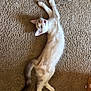Jerky joined the competition — help win amazing prizes! cat, feline, pet, carpet, indoor, stretching, playful, animal, whiskers, tail, fur, cute, young, looking_up, mouth_open, home, domestic, relaxed, light, shadow