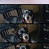animal, black_dog, canine, chair, compilation, curious, dog, expression, four_photos, fur, furniture, home, indoor, looking, pet, portrait, radiator, red_collar, sequence, sitting