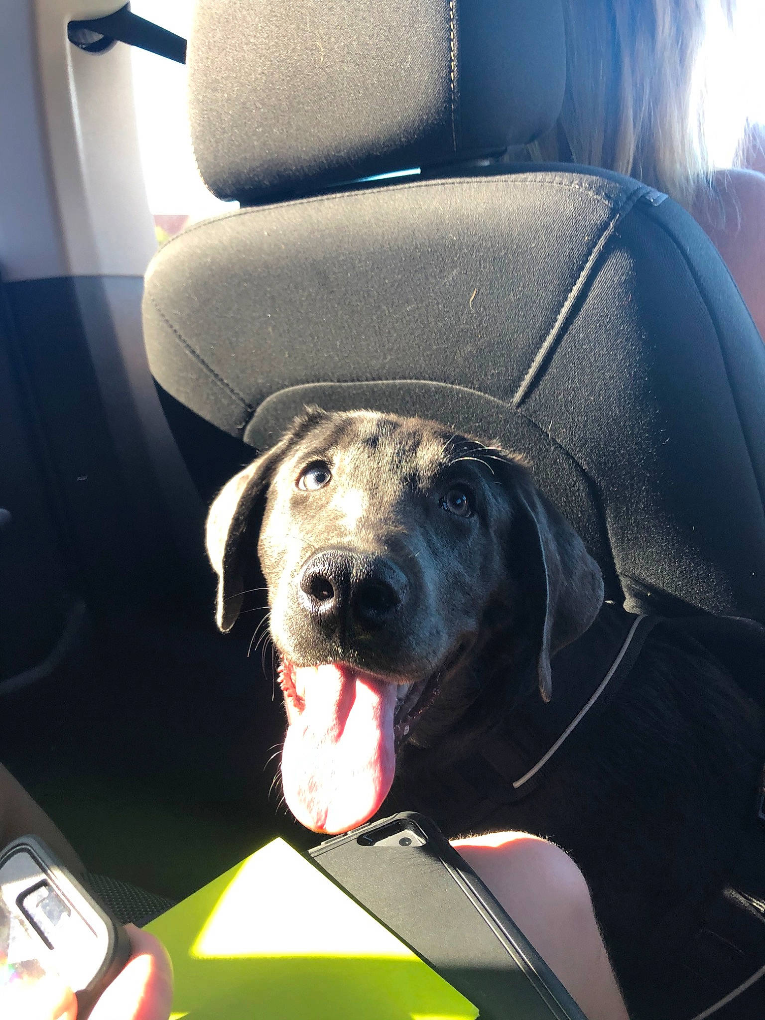 Stout joined the competition — help win amazing prizes! canidae, car, carnivore, dog, dog_breed, guard_dog, non_sporting_group, snout, sporting_group, vehicle