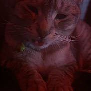 Oliver Jonas joined the competition — help win amazing prizes! animal, bell, cat, close_up, collar, dim_light, ears, face, feline, fur, indoor, mouth, nose, paws, pet, portrait, red_tint, relaxed, sleepy, whiskers