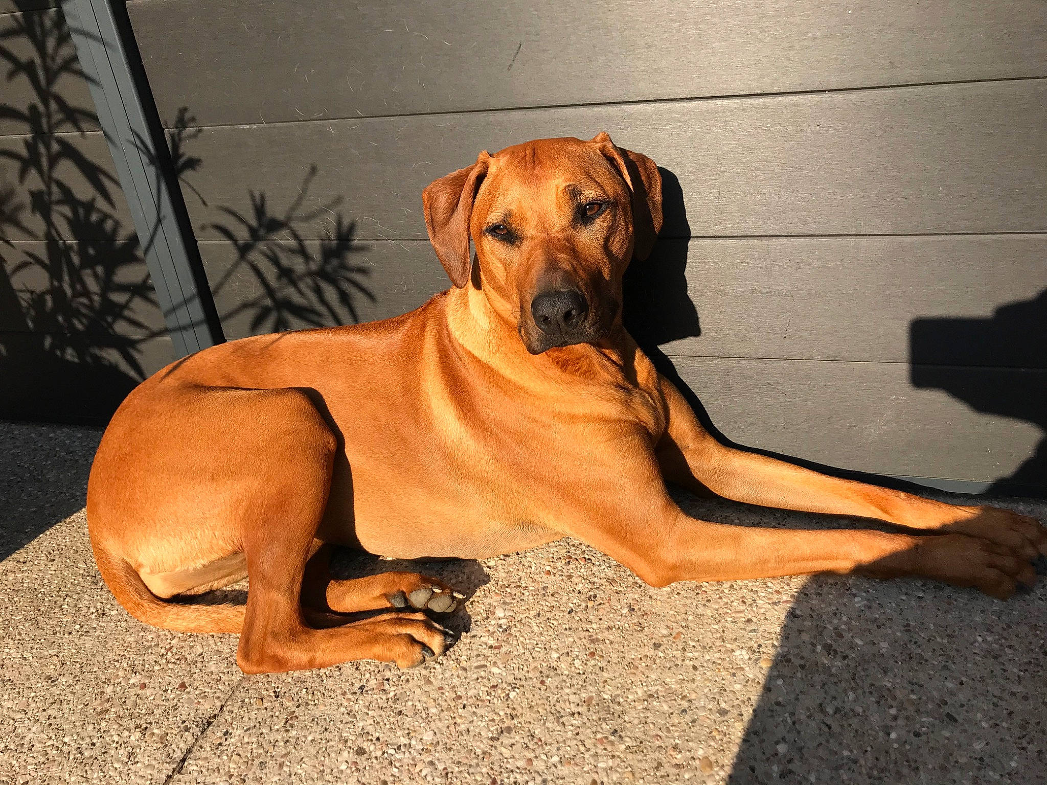 Orla participe au concours pour gagner de l'argent avec cette photo : black_mouth_cur, broholmer, canidae, carnivore, dog, dog_breed, fawn, great_dane, hound, mammal, molosser, portuguese_pointer, rare_breed_dog, rhodesian_ridgeback, sighthound, snout, tosa, vertebrate