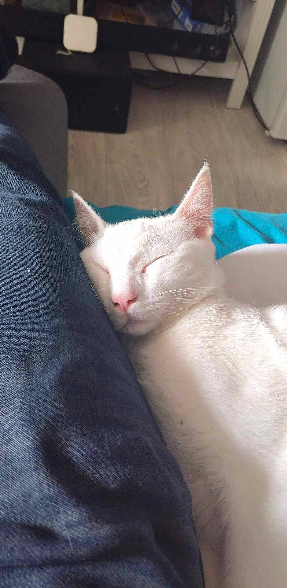 Cacahouètes a rejoint le concours — aidez-le/la à gagner de superbes lots ! carnivore, cat, claw, comfort, domestic_short_haired_cat, fang, felidae, fur, nap, paw, sleep, small_to_medium_sized_cats, snout, tail, whiskers