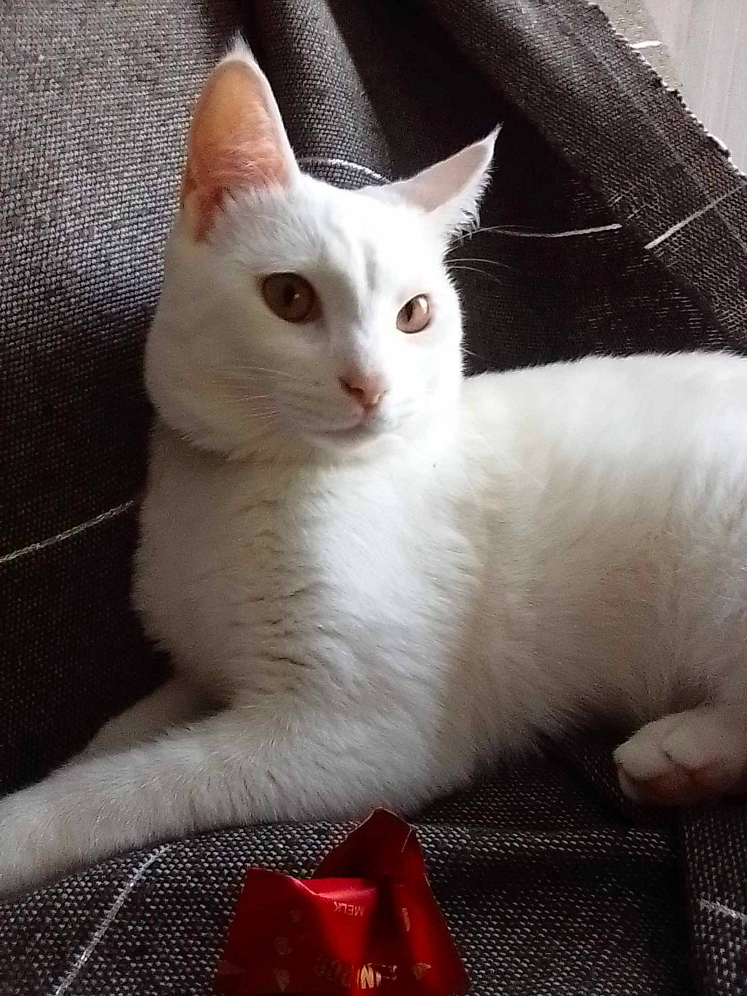 Cacahouètes participe au concours pour gagner de l'argent avec cette photo : carnivore, cat, claw, comfort, domestic_short_haired_cat, eye, fawn, felidae, fur, head, paw, pet_supply, small_to_medium_sized_cats, snout, tail, terrestrial_animal, whiskers