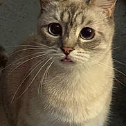 Lee joined the competition — help win amazing prizes! cat, fluffy, close_up, whiskers, eyes, tongue, cute, pet, feline, animal, indoor, fur, portrait, mammal, curious, alert, nose, ears, soft, domestic