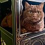 Opium a rejoint le concours — aidez-le/la à gagner de superbes lots ! animal, brown_cat, cabinet, cat, closeup, cozy, curious, decorative, ears, eyes, face, furniture, home, indoor, ornate, pet, resting, sitting, whiskers, wood