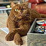 Opium a rejoint le concours — aidez-le/la à gagner de superbes lots ! blurred_background, cat, chocolate_color, close_up, coasters, couch, crossed_paws, feline, fur, household, indoor, leather, paws, pet, relaxed, rooster_figurine, tray, whiskers, wooden_surface, yellow_eyes