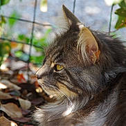 Roucky a rejoint le concours — aidez-le/la à gagner de superbes lots ! cat, tabby_cat, profile, feline, fur, whiskers, ear, yellow_eye, close_up, outdoor, leaf_litter, bokeh, nature, pet, wire_fence, portrait, mammal, calm, sunlight, sitting