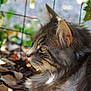 cat, tabby_cat, profile, feline, fur, whiskers, ear, yellow_eye, close_up, outdoor, leaf_litter, bokeh, nature, pet, wire_fence, portrait, mammal, calm, sunlight, sitting