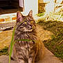 cat, long_hair, tabby, pet, outdoor, grass, doorway, welcome_mat, pavement, whiskers, yellow_eyes, sitting, portrait, hand, sunlight, fur, curious, closeup, grass_blade, stone
