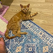 Oragina is registered to the contest to win money with this photo: cat, kitten, orange_tabby, rug, floor, wood_floor, scratching_post, paw, indoor, pet, animal, feline, curious, lying_down, stretching, foot, blue_rug, patterned_rug, toy, cozy