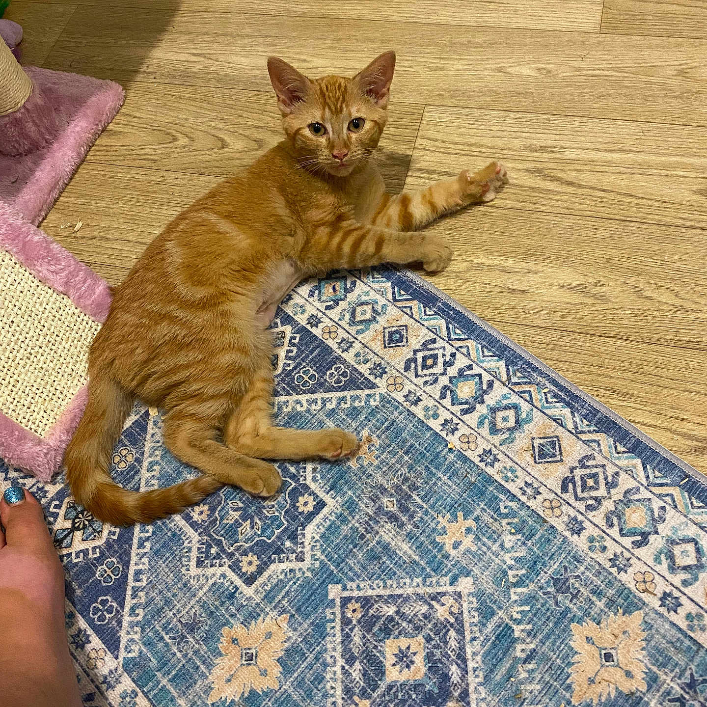 Oragina is registered to the contest to win money with this photo: animal, blue_rug, cat, cozy, curious, feline, floor, foot, indoor, kitten, lying_down, orange_tabby, patterned_rug, paw, pet, rug, scratching_post, stretching, toy, wood_floor