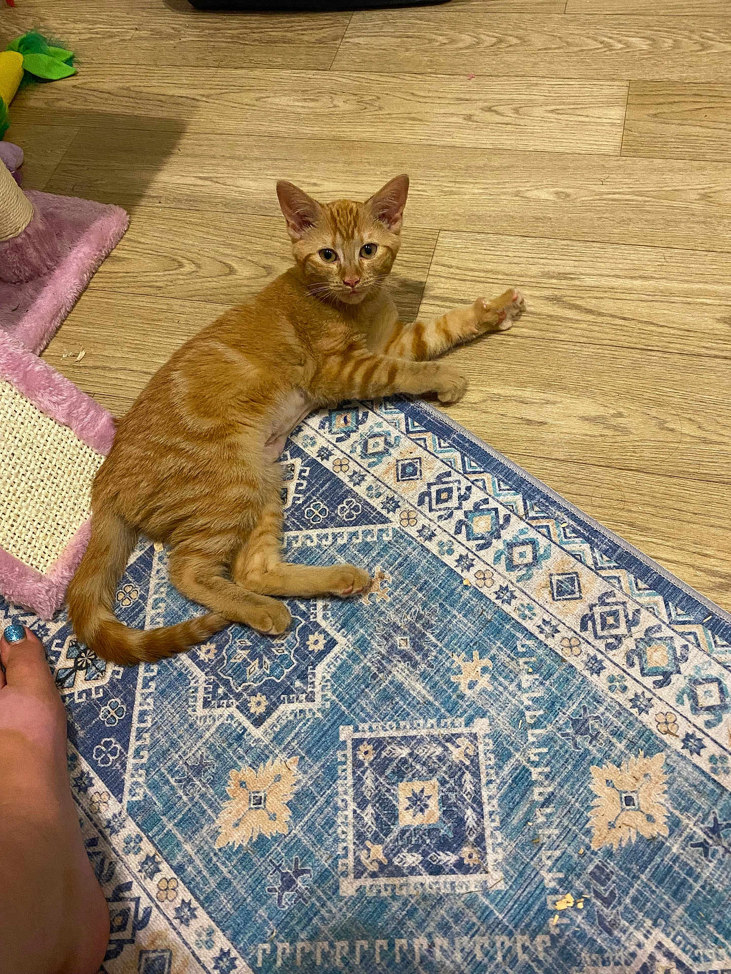 Oragina is registered to the contest to win money with this photo: cat, kitten, orange_tabby, rug, floor, wood_floor, scratching_post, paw, indoor, pet, animal, feline, curious, lying_down, stretching, foot, blue_rug, patterned_rug, toy, cozy