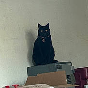 Spiritual joined the competition — help win amazing prizes! cat, black_cat, feline, pet, indoor, sitting, collar, tag, stare, yellow_eyes, box, cardboard_box, printer, appliance, wall, shadow, bottles, coffee_box, shelf, storage