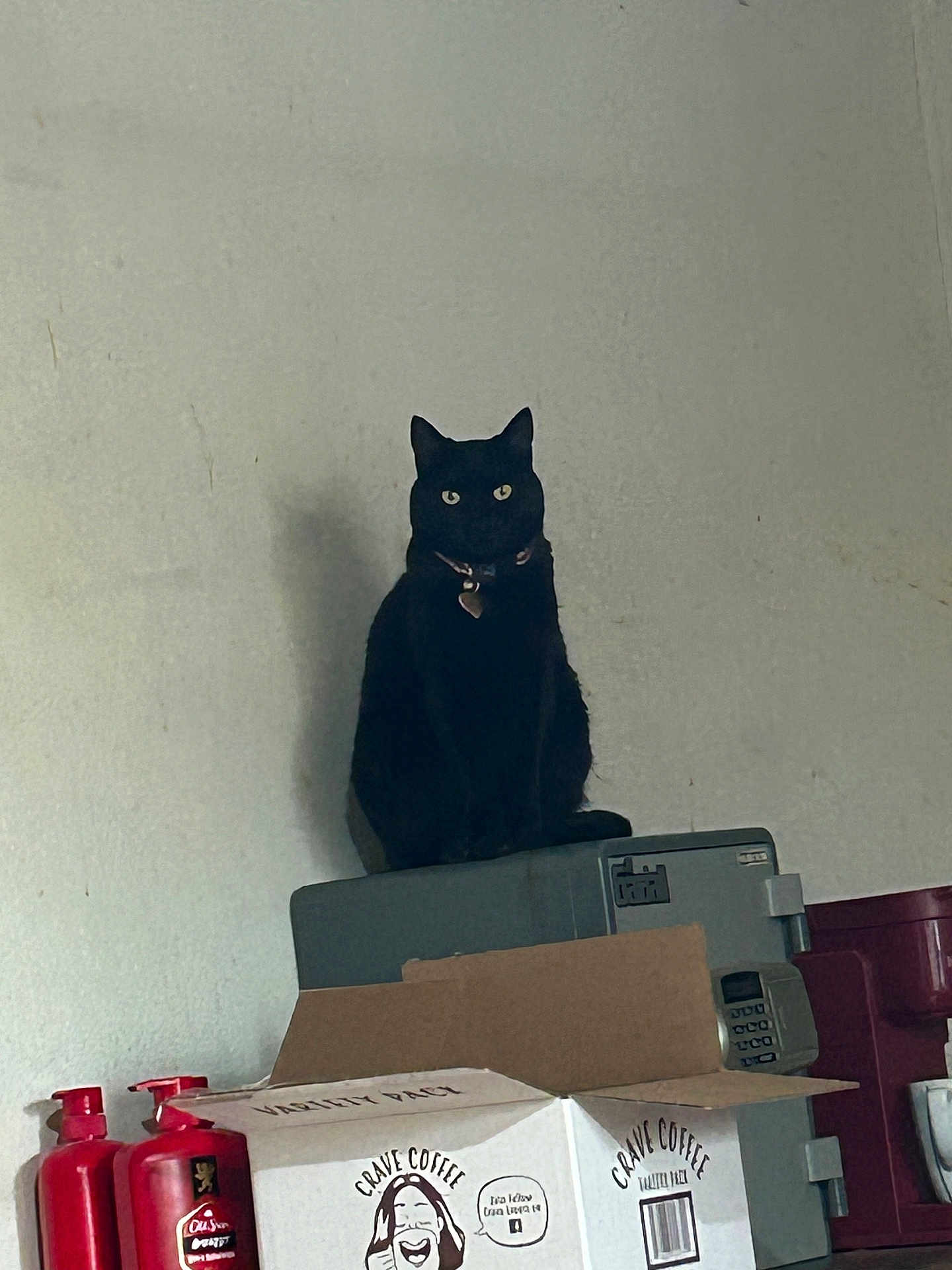 Spiritual joined the competition — help win amazing prizes! cat, black_cat, feline, pet, indoor, sitting, collar, tag, stare, yellow_eyes, box, cardboard_box, printer, appliance, wall, shadow, bottles, coffee_box, shelf, storage