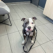 Gbaby joined the competition — help win amazing prizes! dog, pit_bull, sitting, portrait, indoors, tiled_floor, leash, collar, black_and_white, gray_coat, white_chest, floppy_ears, brown_eyes, looking_at_camera, pet, domestic_animal, room, furniture, modern_interior, floor