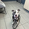 dog, pit_bull, sitting, portrait, indoors, tiled_floor, leash, collar, black_and_white, gray_coat, white_chest, floppy_ears, brown_eyes, looking_at_camera, pet, domestic_animal, room, furniture, modern_interior, floor